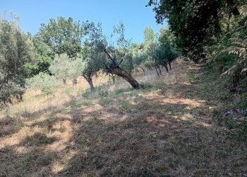 Foto 9 - Terreno agricolo giano vetusto, Giano Vetusto - foto 9