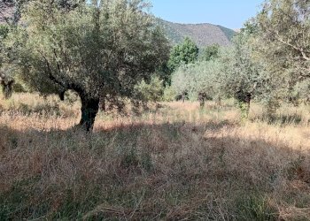 Foto 10 - Terreno agricolo giano vetusto, Giano Vetusto - foto 10