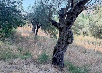 Foto 11 - Terreno agricolo giano vetusto, Giano Vetusto - foto 11