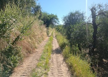 Foto 17 - Terreno agricolo VIA DEL CHIANTI, Terricciola - foto 17