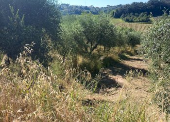 Foto 18 - Terreno agricolo VIA DEL CHIANTI, Terricciola - foto 18