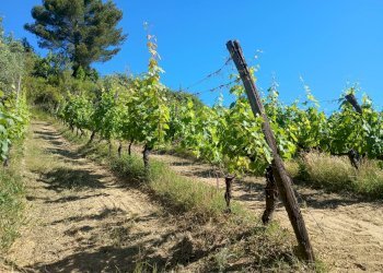 Foto 19 - Terreno agricolo VIA DEL CHIANTI, Terricciola - foto 19