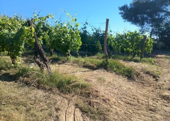 Foto 20 - Terreno agricolo VIA DEL CHIANTI, Terricciola - foto 20