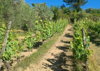 Foto 21 - Terreno agricolo VIA DEL CHIANTI, Terricciola - foto 21