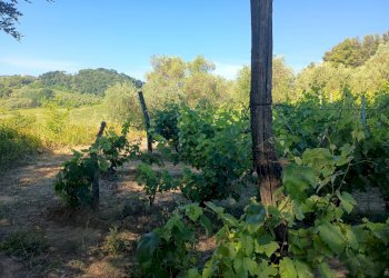 Foto 22 - Terreno agricolo VIA DEL CHIANTI, Terricciola - foto 22