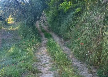 Foto 23 - Terreno agricolo VIA DEL CHIANTI, Terricciola - foto 23