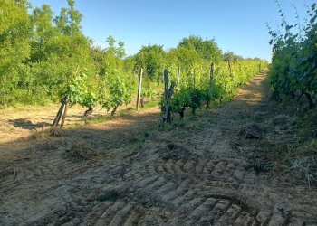 Foto 24 - Terreno agricolo VIA DEL CHIANTI, Terricciola - foto 24