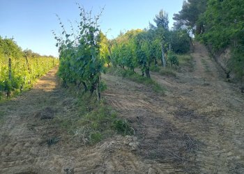 Foto 25 - Terreno agricolo VIA DEL CHIANTI, Terricciola - foto 25