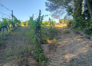 Foto 26 - Terreno agricolo VIA DEL CHIANTI, Terricciola - foto 26