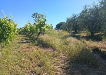 Foto 27 - Terreno agricolo VIA DEL CHIANTI, Terricciola - foto 27