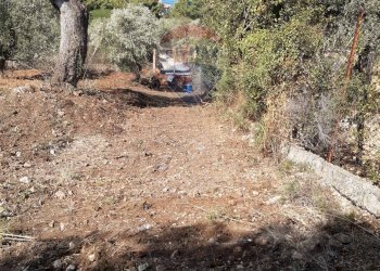 Giardino - Terreno agricolo Termini Imerese - foto 2