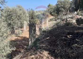 Non correlato - Terreno agricolo Termini Imerese - foto 9