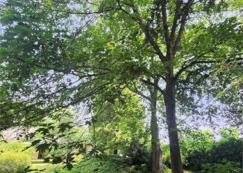 Villa Fossano - photo 5