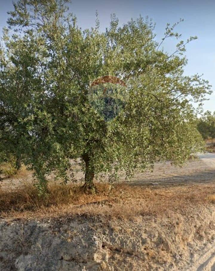 Giardino - Terreno edificabile Via Canonica
 
snc, Mazzarrone - foto 3