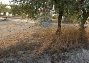 Giardino - Terreno edificabile Via Canonica
 
snc, Mazzarrone - foto 10