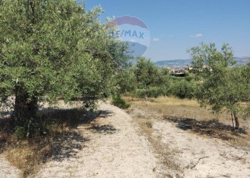 Giardino - Terreno edificabile Via Canonica
 
snc, Mazzarrone - foto 11