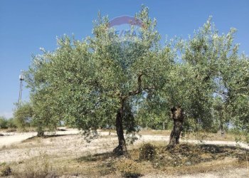 Giardino - Terreno edificabile Via Canonica
 
snc, Mazzarrone - foto 12