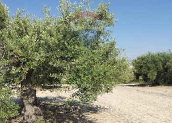 Giardino - Terreno edificabile Via Canonica
 
snc, Mazzarrone - foto 20