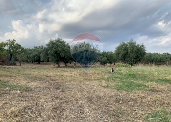 Giardino - Agricultural land strada provinciale 15, Belpasso - photo 4
