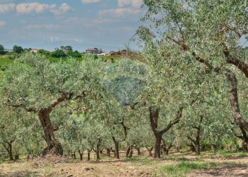 Giardino - Casa semi indipendente via sanguineto
 
32, Torrevecchia Teatina - foto 42