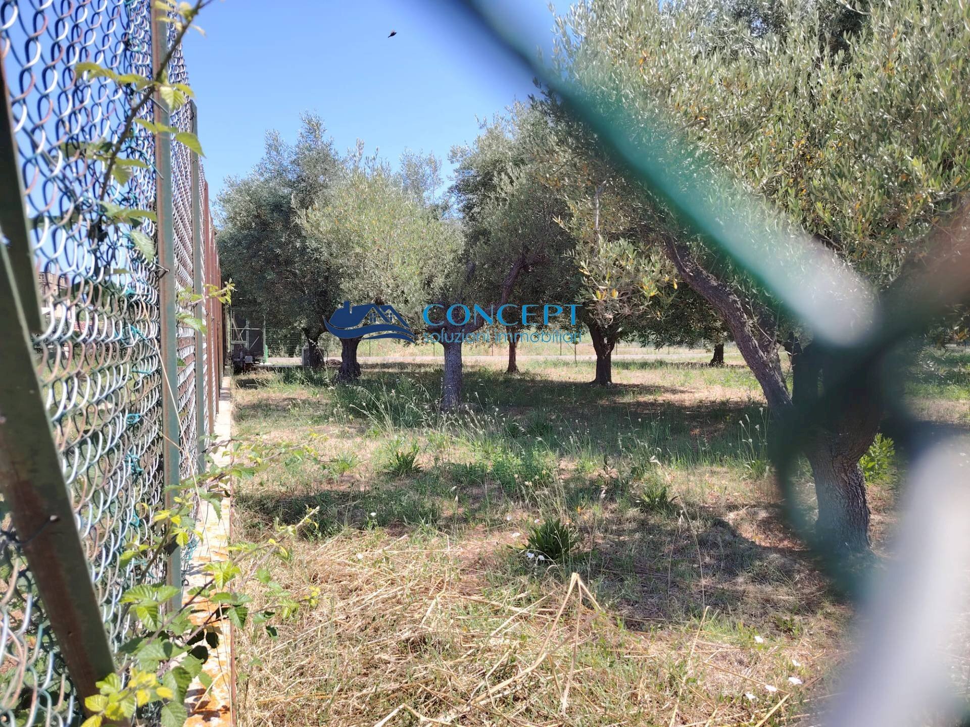 Foto 3 - Terreno agricolo via delle messi
 
snc, Martinsicuro - foto 3