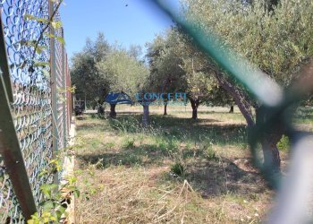 Foto 3 - Terreno agricolo via delle messi
 
snc, Martinsicuro - foto 3