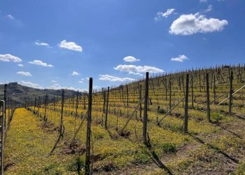 Terreno - Rustico Frazione Bruciati, Calamandrana - foto 5