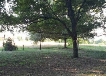 Terreno - Agricultural land via Vecchia di Pianfei, Beinette - photo 3