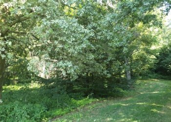 Terreno - Agricultural land via Vecchia di Pianfei, Beinette - photo 6