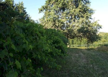 Terreno - Agricultural land via Vecchia di Pianfei, Beinette - photo 10
