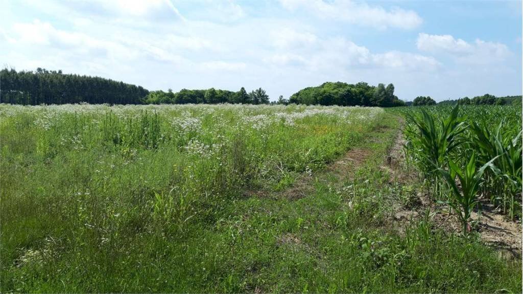 Terreno - Agricultural land Sesto al Reghena - photo 1