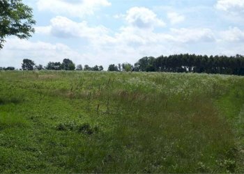 Terreno - Agricultural land Sesto al Reghena - photo 4