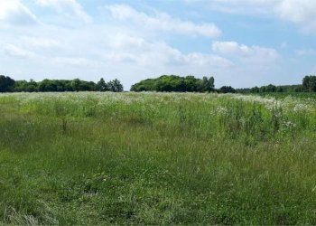 Terreno - Agricultural land Sesto al Reghena - photo 5