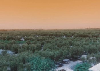 Rustic Via Corato, Andria - photo 6