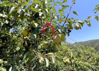 Foto 40 - Rustic sn, Coreglia Antelminelli - photo 40