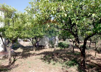 Giardino - Villa Strada vicinale Bavotta
 
10, Bitonto - foto 7