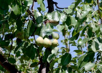 Dettagli - Villa Strada vicinale Bavotta
 
10, Bitonto - foto 24