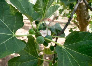 Dettagli - Villa Strada vicinale Bavotta
 
10, Bitonto - foto 25