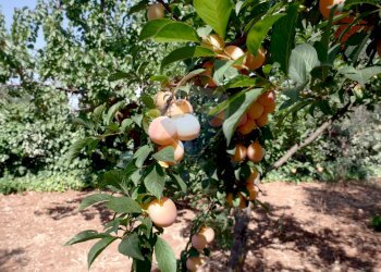 Dettagli - Villa Strada vicinale Bavotta
 
10, Bitonto - foto 26