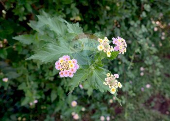 Dettagli - Villa Strada vicinale Bavotta
 
10, Bitonto - foto 27