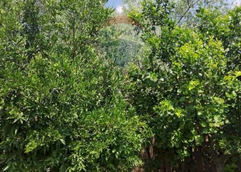 Giardino - Villa Contrada Fegotello
 
s.n.c., Piazza Armerina - foto 28