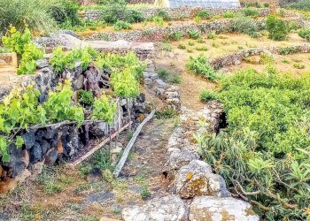 Giardino - Appartamento Bonsulton, Pantelleria - foto 5