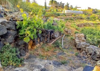Giardino - Appartamento Bonsulton, Pantelleria - foto 12