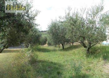 Foto 12 - Casa indipendente Contrada San Lazzaro, Offida - foto 12