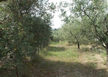 Foto 14 - Casa indipendente Contrada San Lazzaro, Offida - foto 14