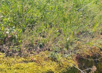 Casa indipendente Castel del Rio - foto 46