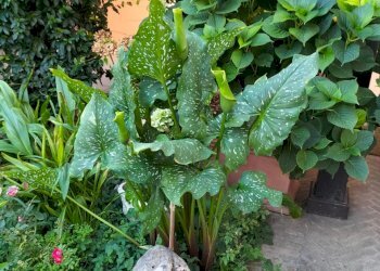 Villa Forlì - foto 4