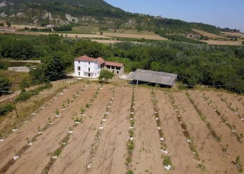 Foto 20 - Rustico Spigno Monferrato - foto 19