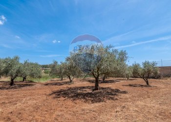 Giardino - Rustico Via Luigi Enaudi, Grammichele - foto 13