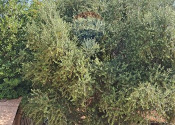 Giardino - Bilocale Minturno - foto 19